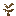 Oak sapling stem